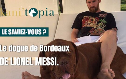 Le dogue de Bordeaux de Lionel Messi
