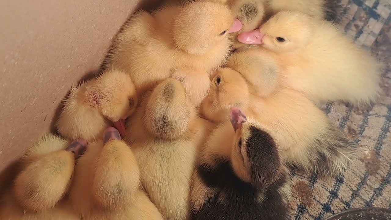 Suarez Debut, Messi 5 goals extra time Inter Miami vs